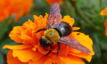 Bee will only collect pollen whilst the sun shines