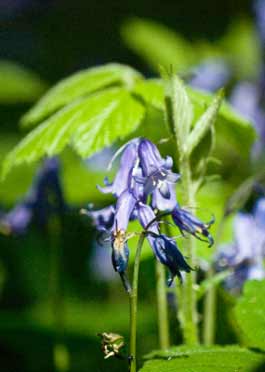 Bluebells